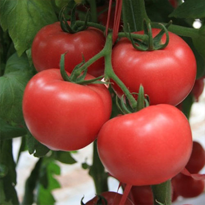 Tomatenpulver