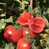 Tomatenpulver
