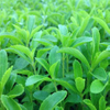 Stevia Extrakt 